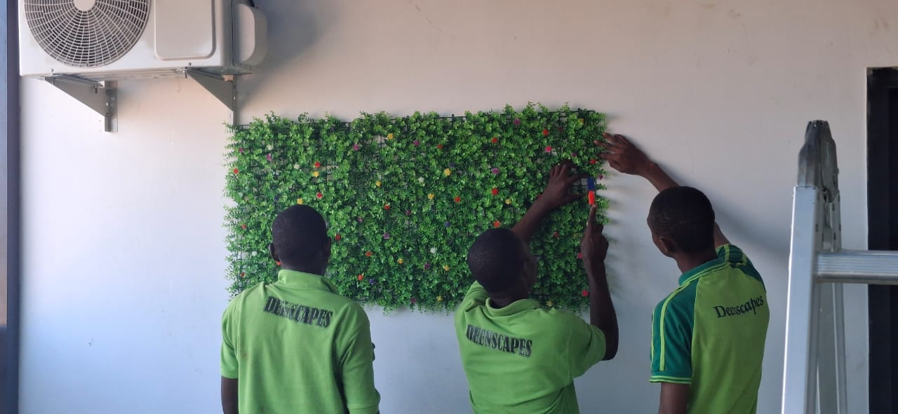 Lush green Bermuda natural grass lawn turf - View 1