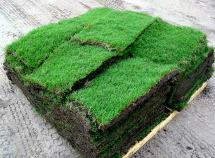 Lush green Bermuda natural grass lawn turf