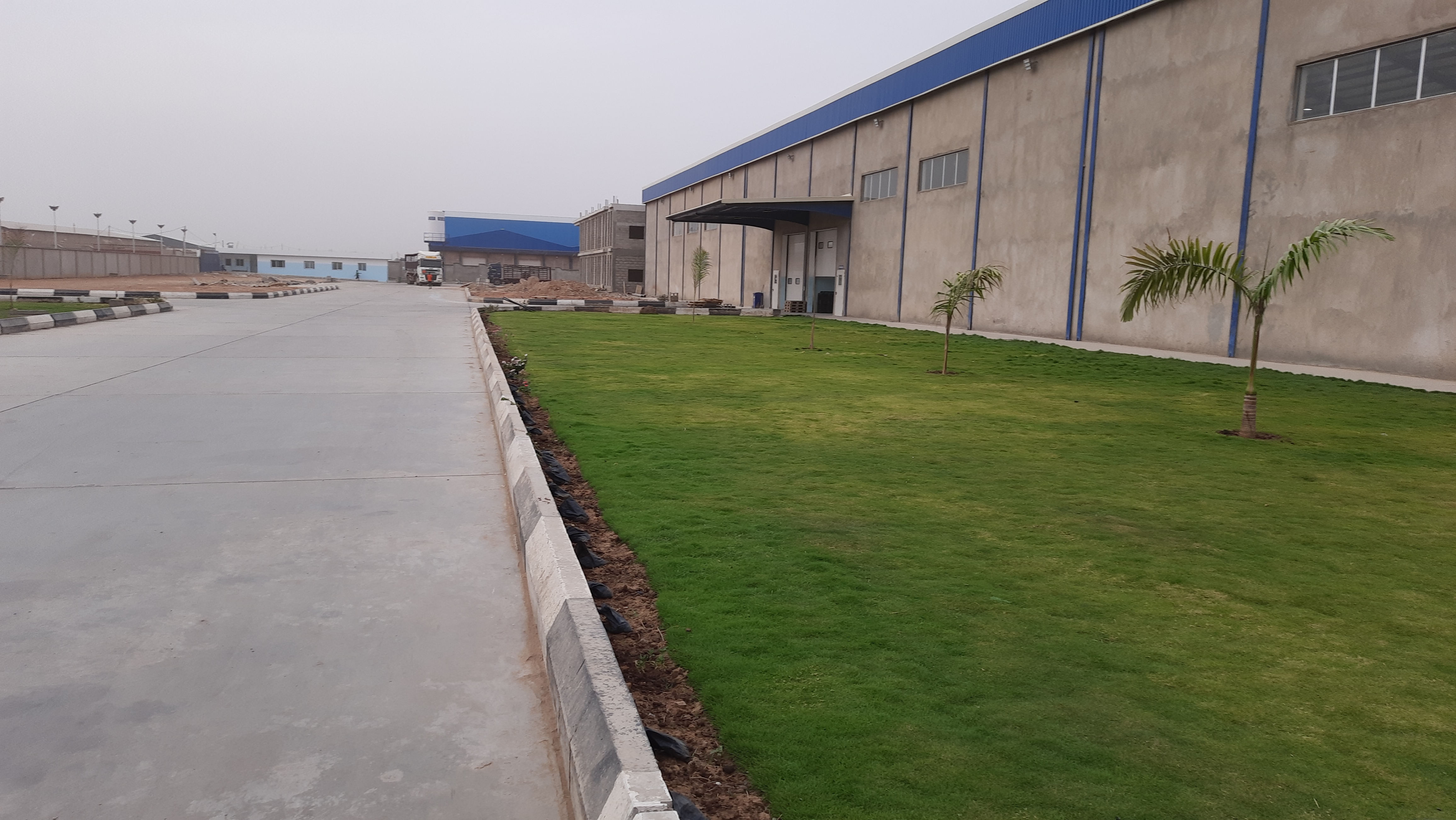 Lush green Bermuda natural grass lawn turf - View 3