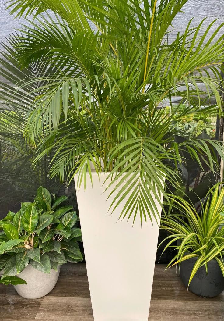 Potting palm golden palm areca shade tolerant  - View 1