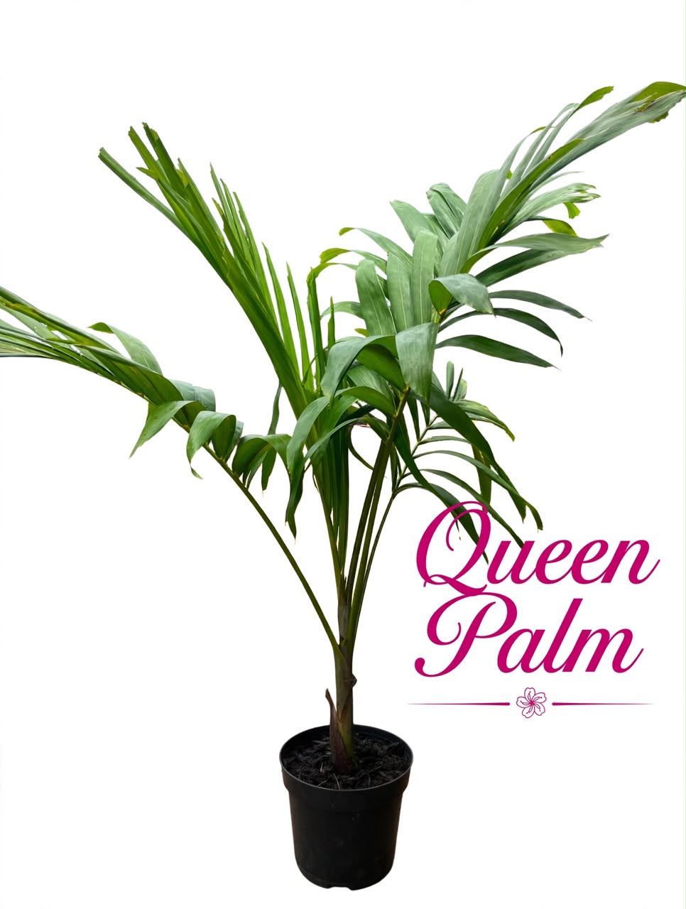 Palm tree landscaping garden plants exotic