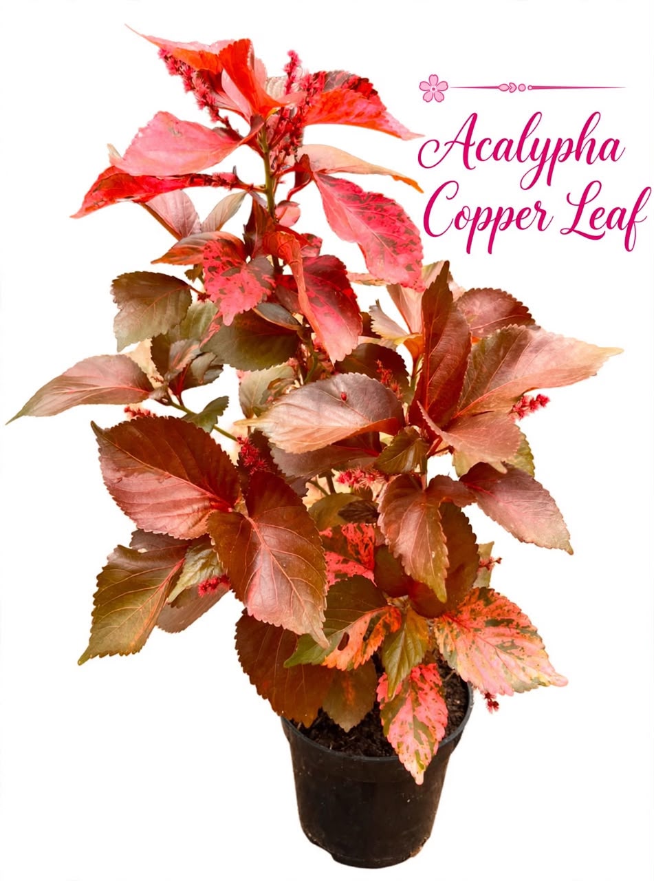 Shrubs Hedges plats flowers landscaping garden 