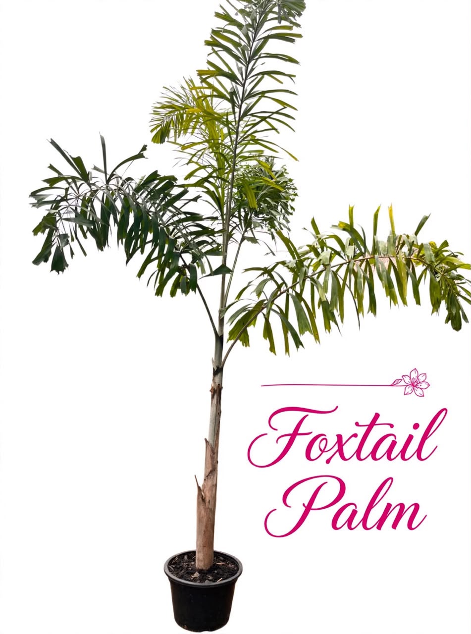 Palm tree landscaping garden plants 